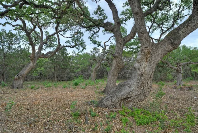 a view of a lush green forest