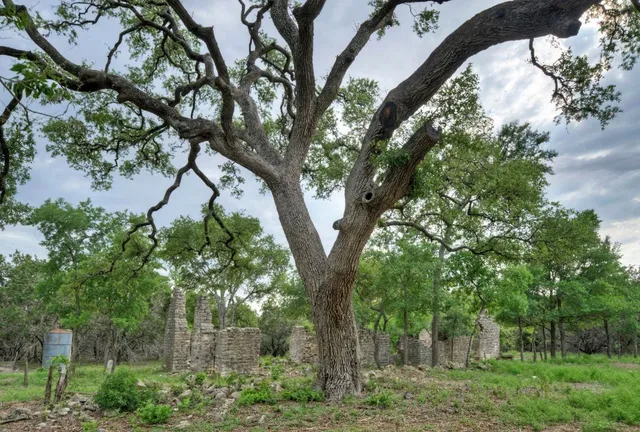 a view of a large tree