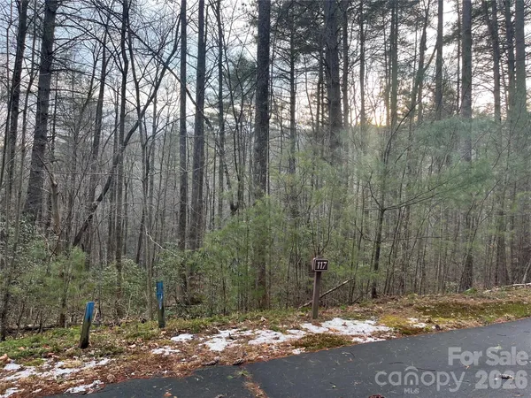 a view of a forest with a tree