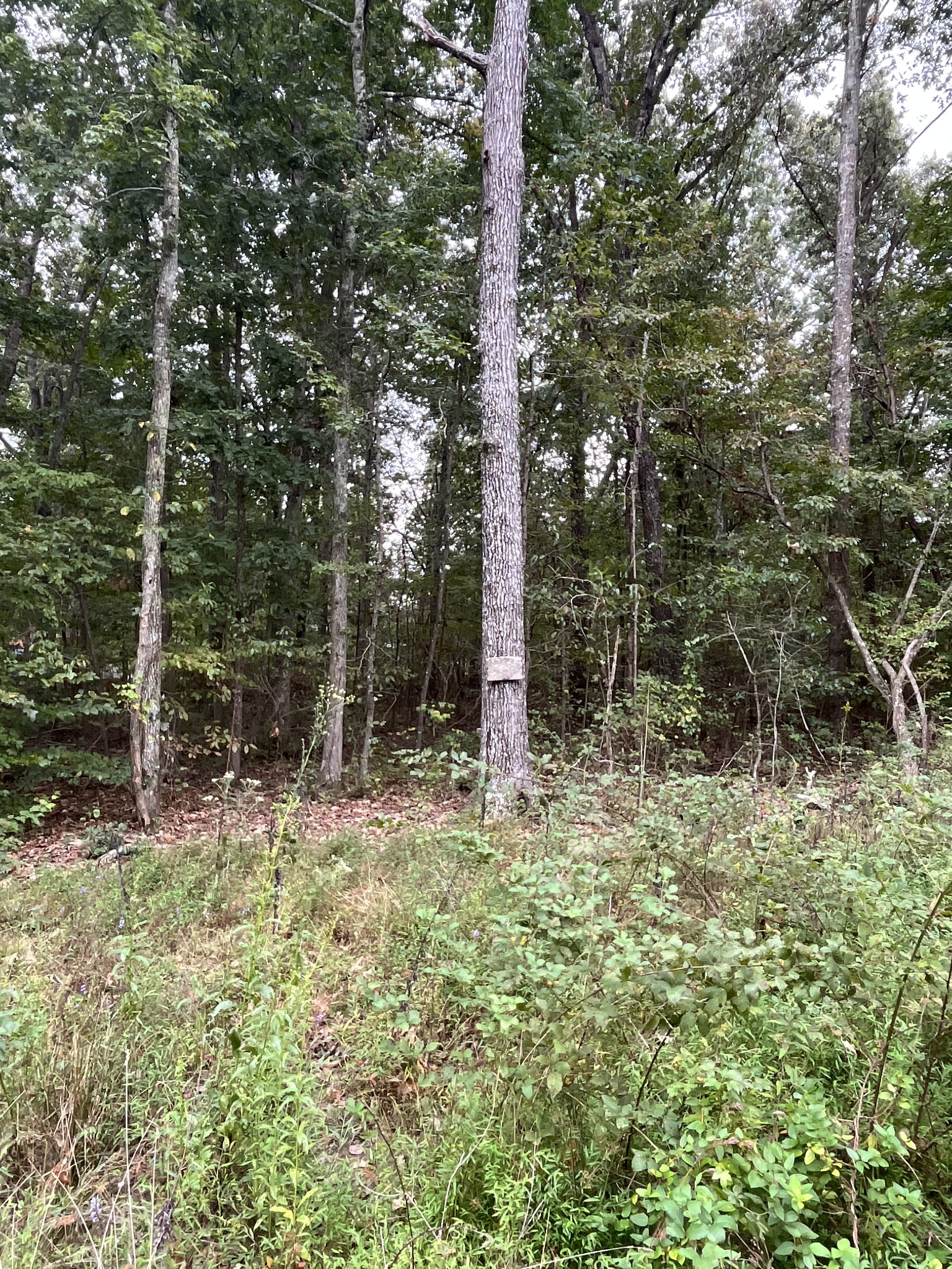 0 Rimfire Drive Beechgrove, TN 37018 - Photo 1 of 2 Gallery Image 1