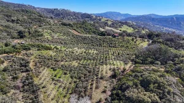 a view of a forest with mountains in the background