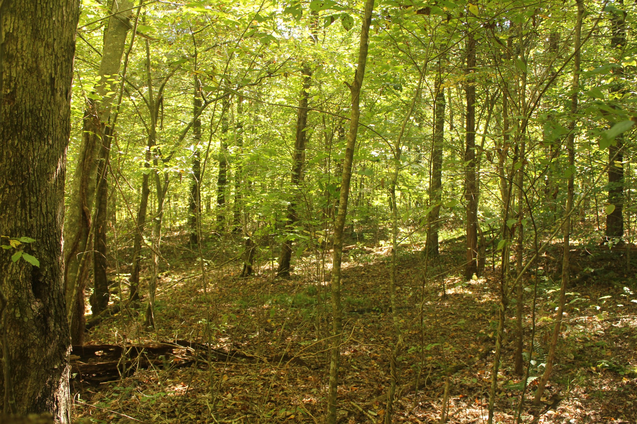 0 Puncheon Creek Road Lafayette, TN 37083 - Photo 11 of 16