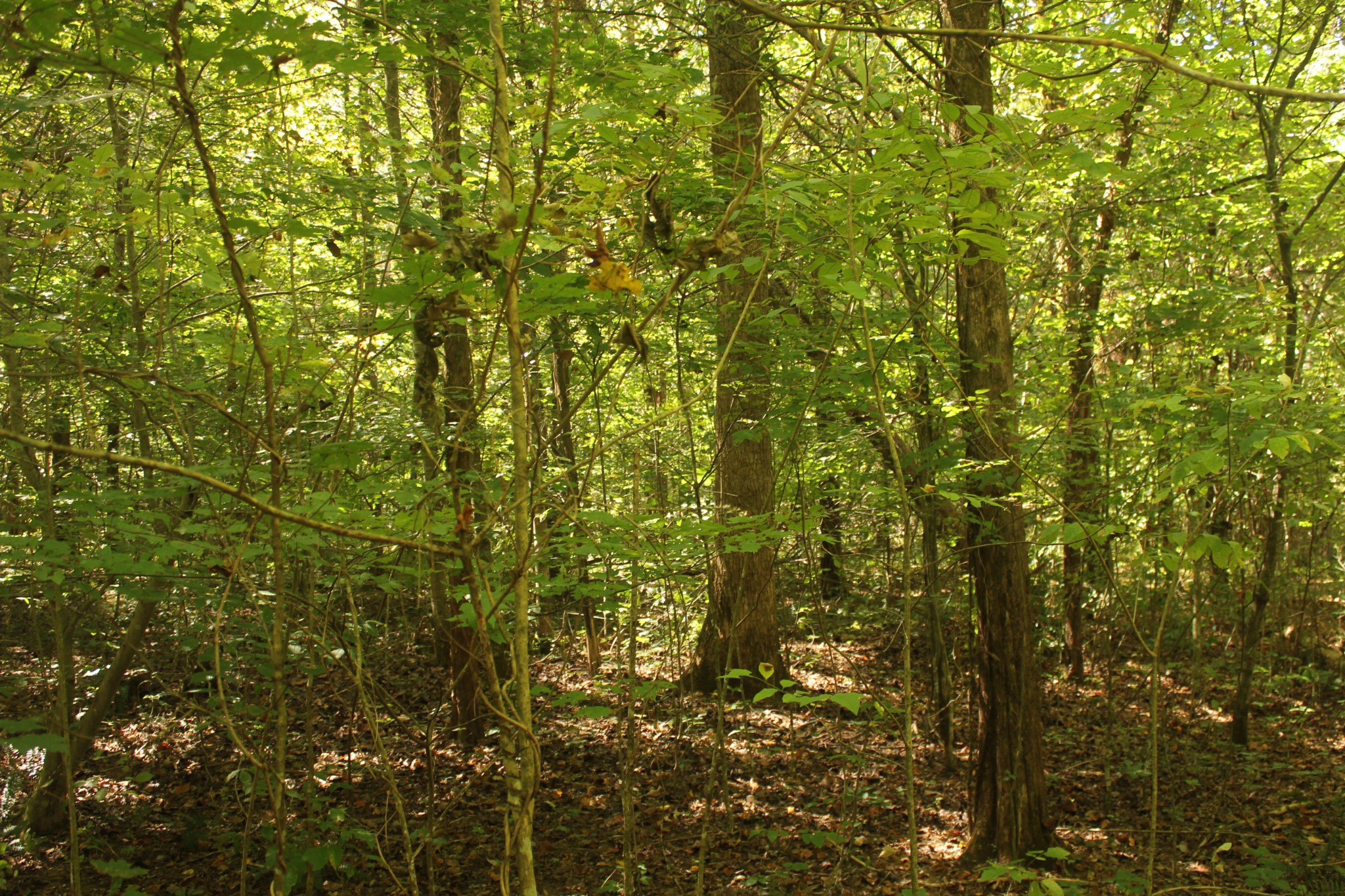 0 Puncheon Creek Road Lafayette, TN 37083 - Photo 12 of 16 a view of a yard