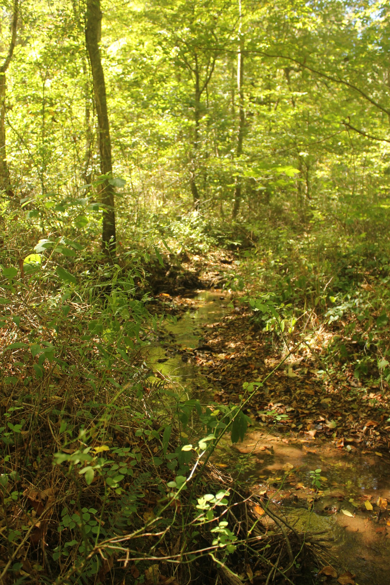 0 Puncheon Creek Road Lafayette, TN 37083 - Photo 13 of 16 a view of residential space