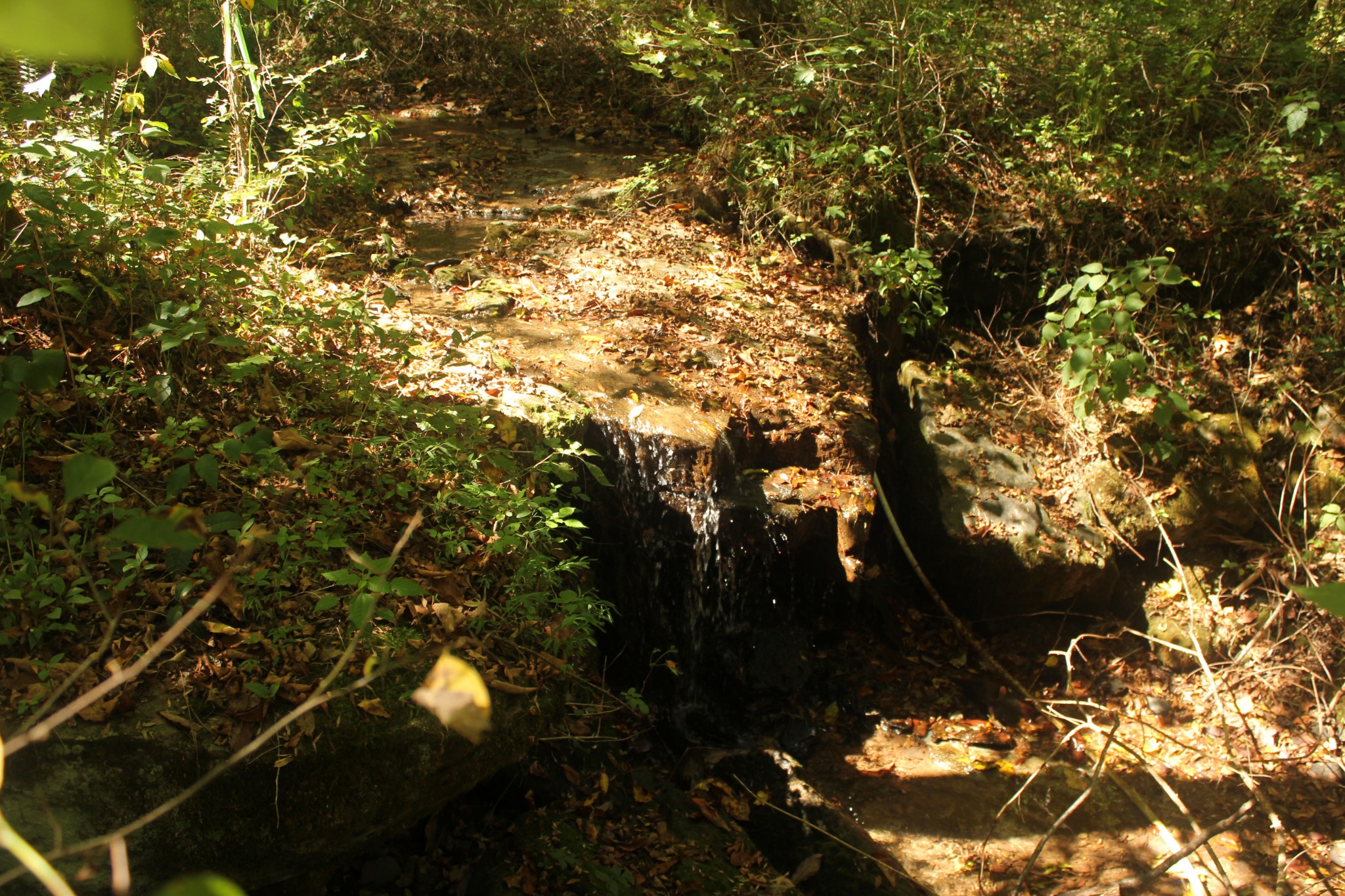 0 Puncheon Creek Road Lafayette, TN 37083 - Photo 14 of 16 a view of tree