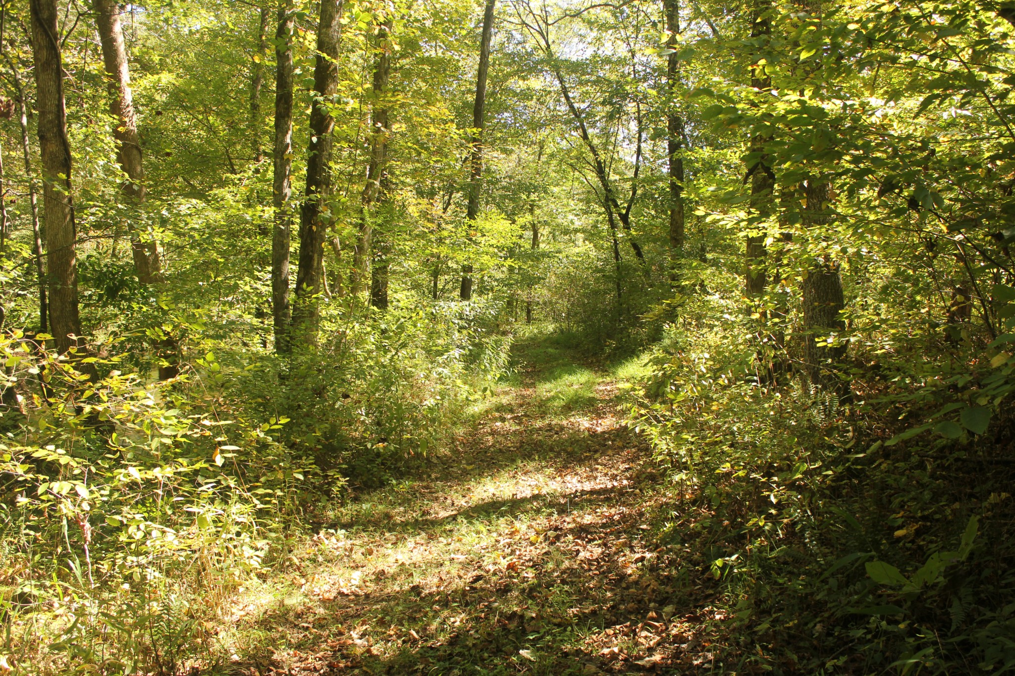 0 Puncheon Creek Road Lafayette, TN 37083 - Photo 16 of 16 a view of a yard