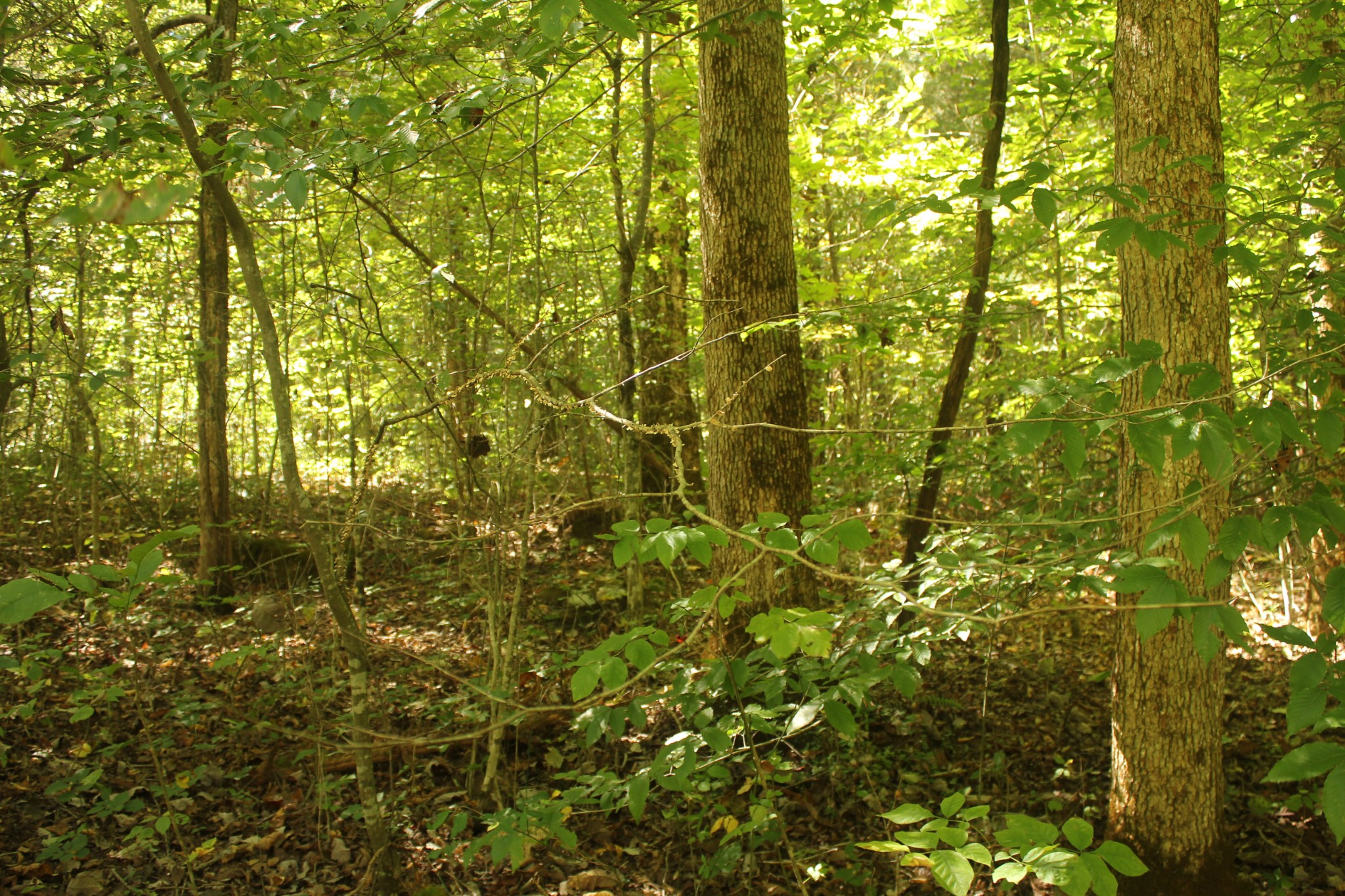 0 Puncheon Creek Road Lafayette, TN 37083 - Photo 8 of 16 a view of a yard of a house