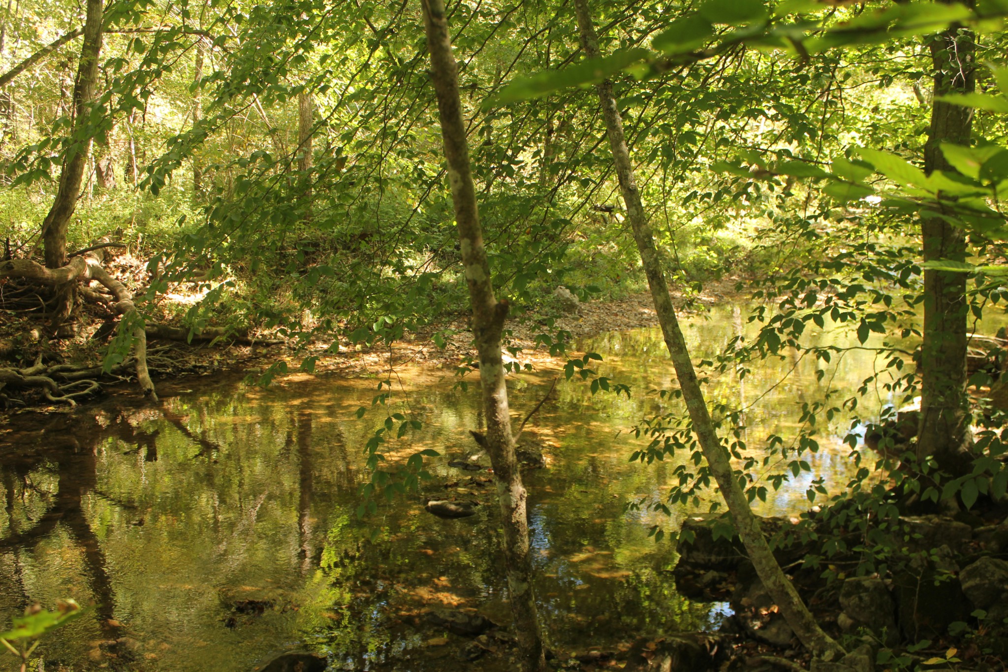 0 Puncheon Creek Road Lafayette, TN 37083 - Photo 9 of 16 a view of residential tree