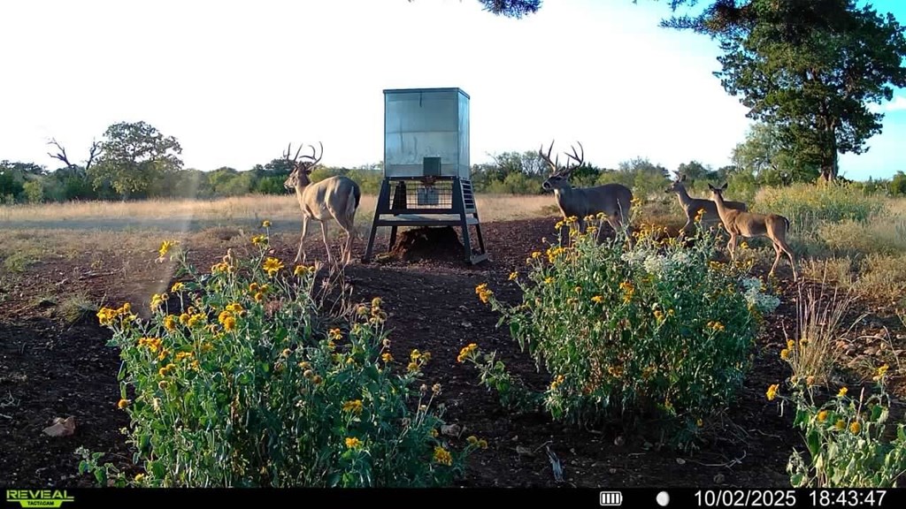 647 Funf Kinder Road Fredericksburg, TX 78624 - Photo 65 of 100