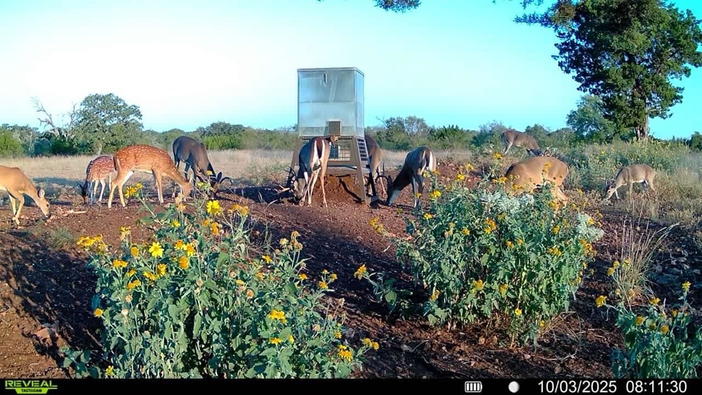 647 Funf Kinder Road Fredericksburg, TX 78624 - Photo 66 of 100
