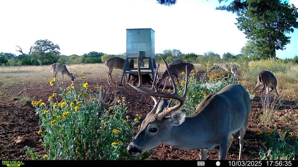 647 Funf Kinder Road Fredericksburg, TX 78624 - Photo 68 of 100