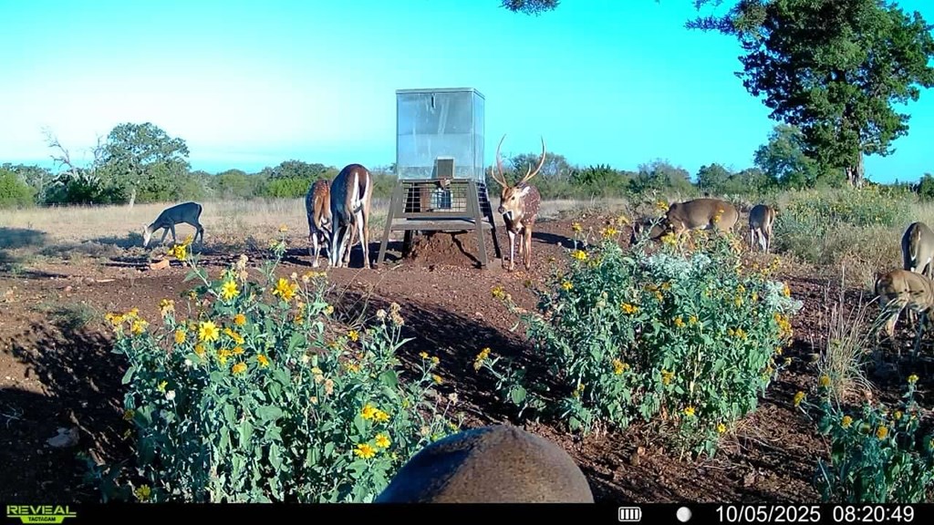 647 Funf Kinder Road Fredericksburg, TX 78624 - Photo 69 of 100