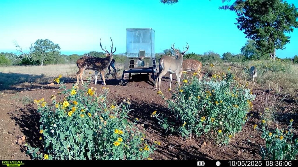 647 Funf Kinder Road Fredericksburg, TX 78624 - Photo 71 of 100 a view of a backyard with plants and lake