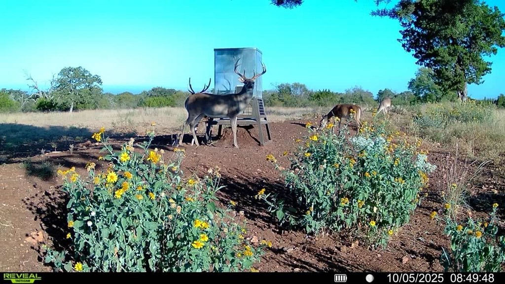 647 Funf Kinder Road Fredericksburg, TX 78624 - Photo 72 of 100