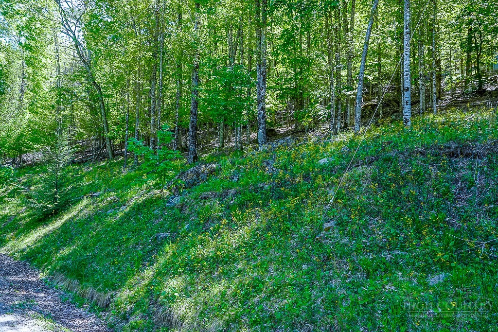 241 Lakeledge Road Beech Mountain, NC 28604 - Photo 5 of 21 a view of a lush green forest
