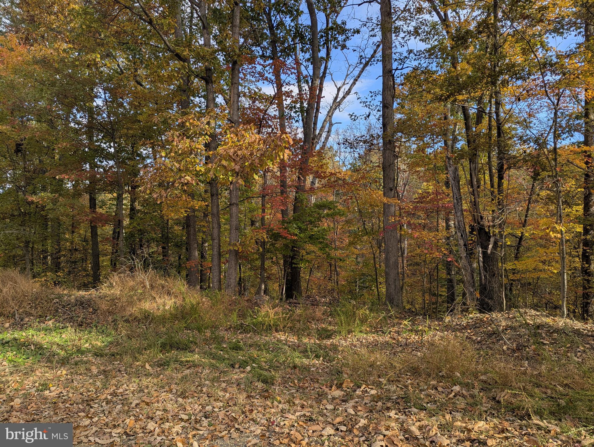 181 Brook View Road Front Royal, VA 22630 - Photo 45 of 47 a view of a yard with trees