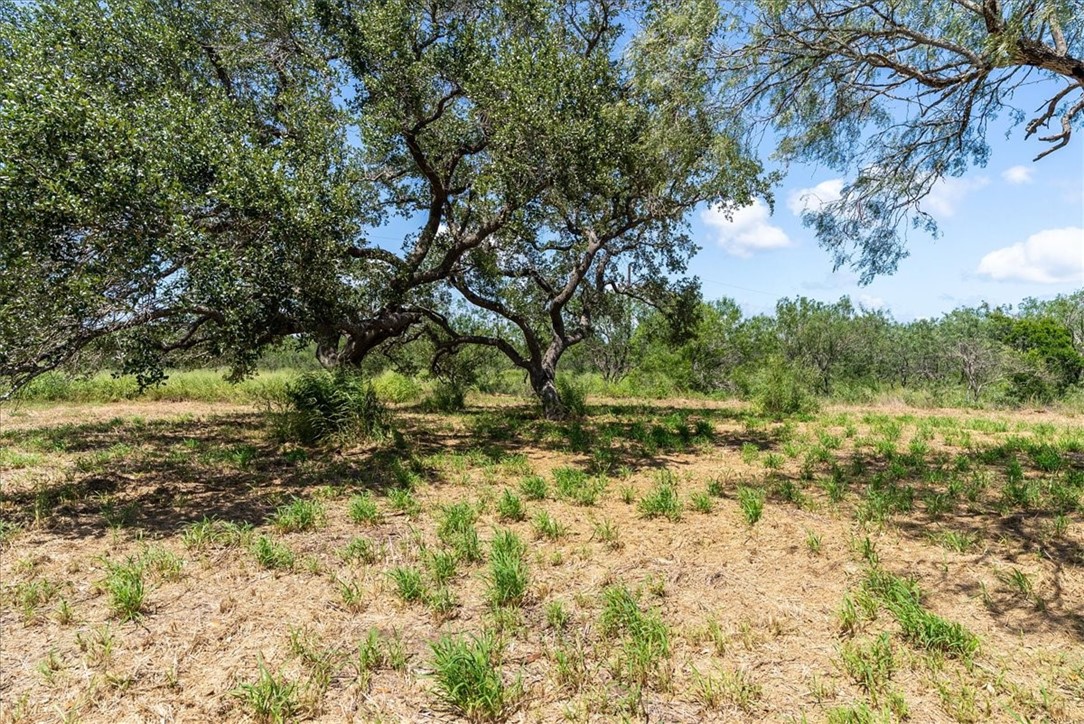 0 Off Highway South Skidmore, TX 78389 - Photo 4 of 12