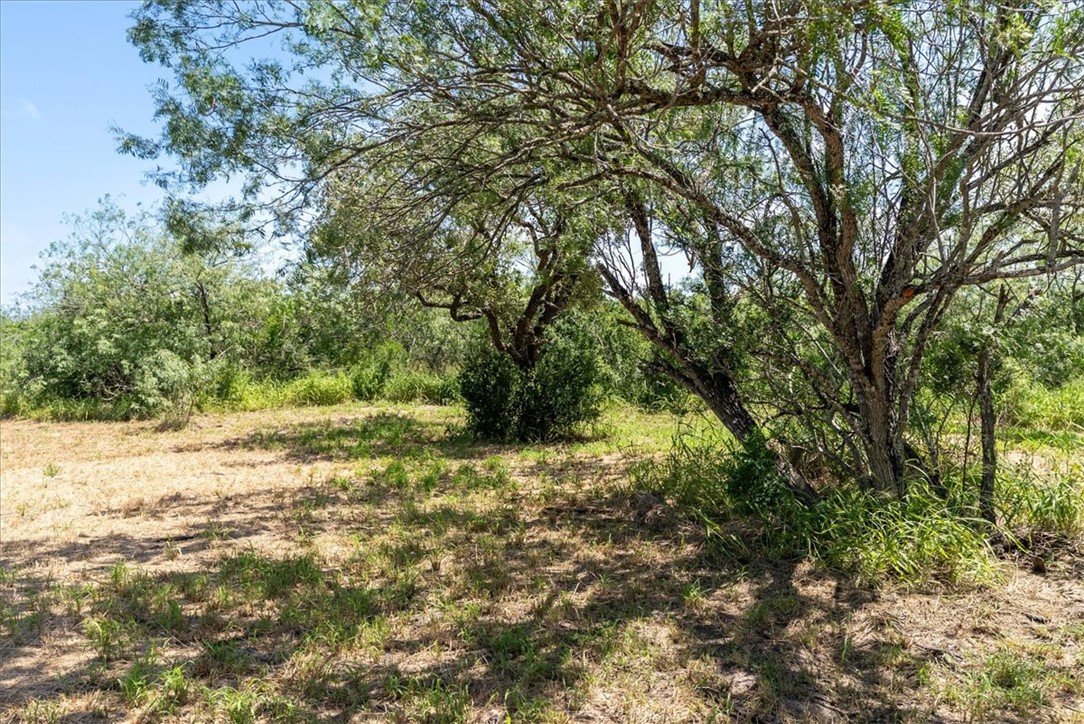 0 Off Highway South Skidmore, TX 78389 - Photo 5 of 12