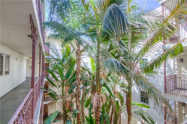 a close up of a plant in a garden