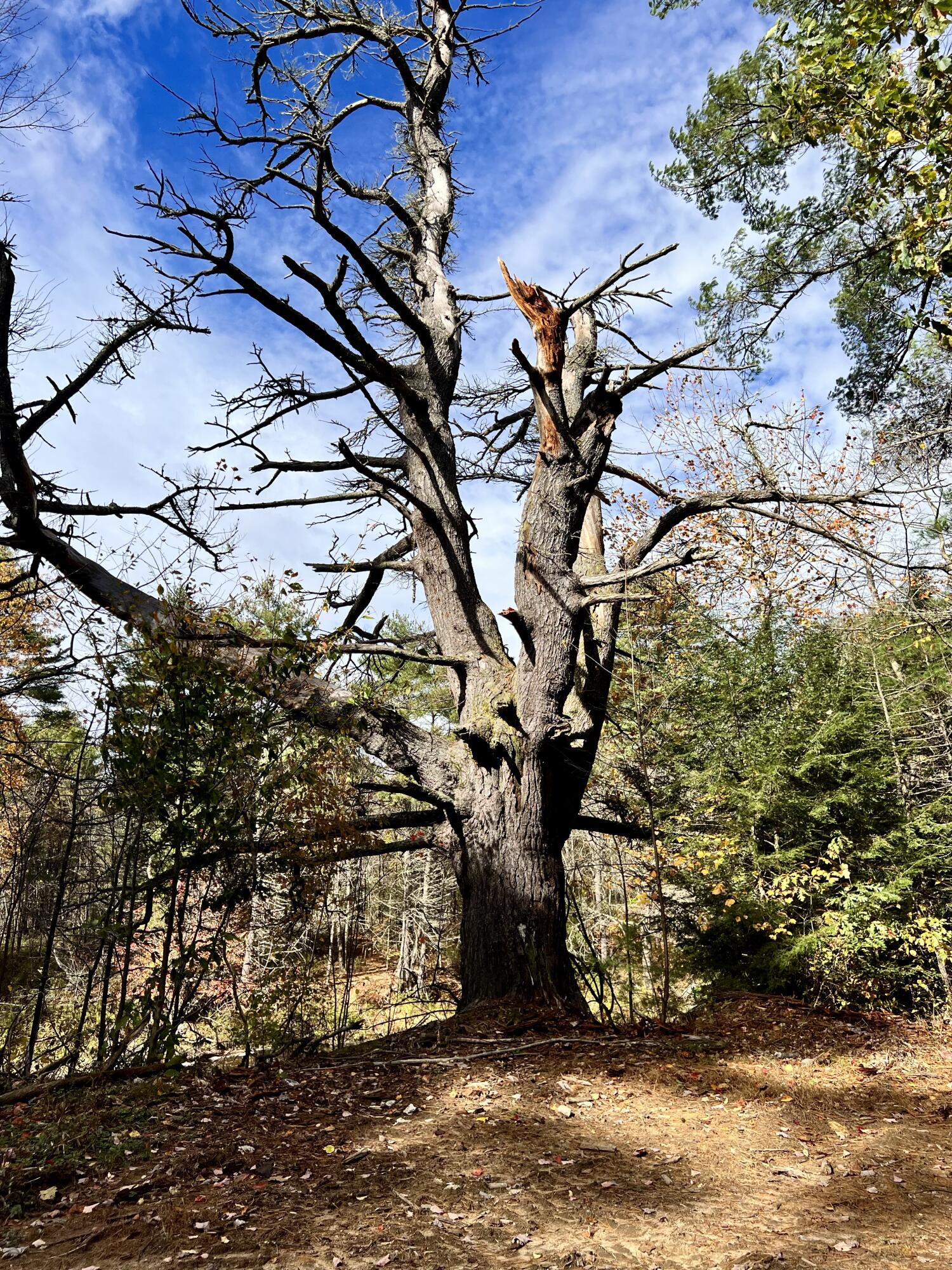 6 Ridlon Road Berwick, ME 03901 - Photo 8 of 18 81133C5E-AEE5-48A4-A684-FB0906DE4541