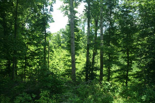 0 Hill Town Road Santa Fe, TN 38482 - Photo 3 of 20