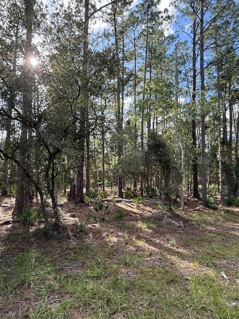 207 Ocala Court Georgetown, FL 32139 - Photo 2 of 3