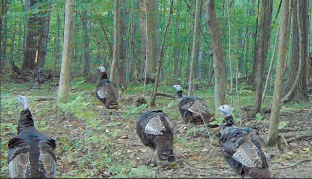 $374,900 | 0 South Pittsford Road, Pittsford, MI 49271