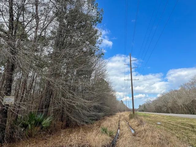 a view of a tree in a yard