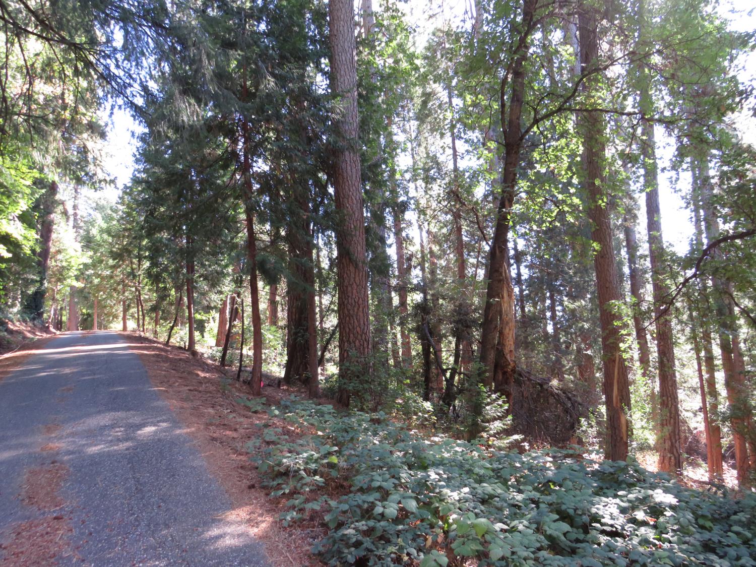 172 Sylvan Road Colfax, CA 95713 - Photo 18 of 19 a view of road with trees