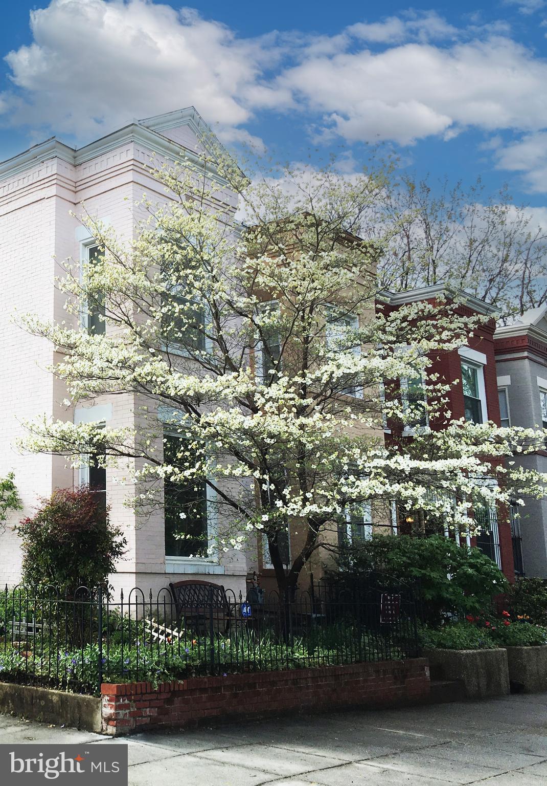 520 14th Street Northeast Washington, DC 20002 - Photo 39 of 44 Corner lot w flowering trees, plants & shrubs