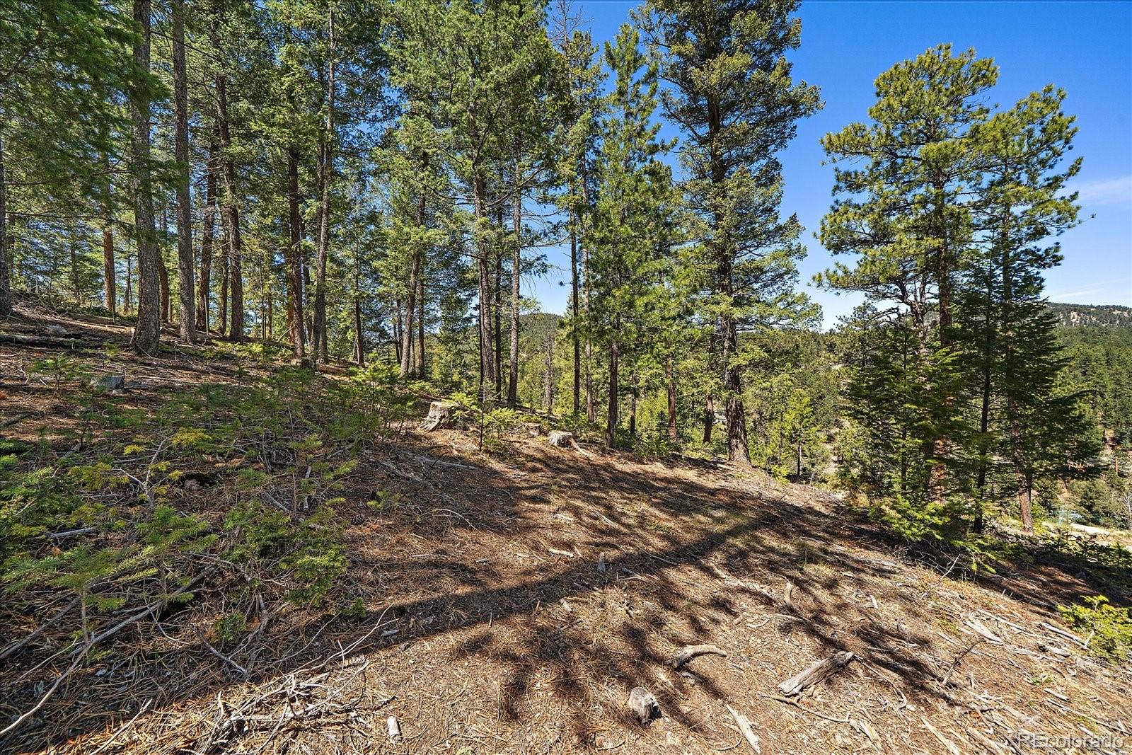 6855 Lynx Lair Road Evergreen, CO 80439 - Photo 11 of 21 a view of a forest with trees