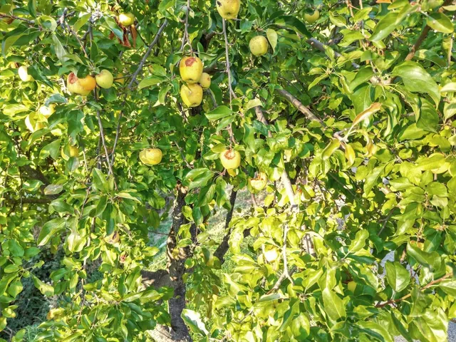 an aerial view of a house with garden space and street view