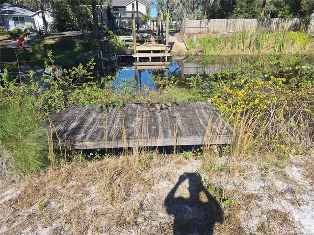 a view of a yard with plants and large trees