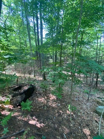 Lot Five Old Belchertown Road Ware, MA 01082 - Photo 1 of 11 a view of a forest that has large trees