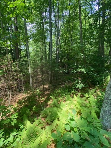 Lot Five Old Belchertown Road Ware, MA 01082 - Photo 11 of 11 a view of a forest