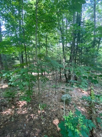 Lot Five Old Belchertown Road Ware, MA 01082 - Photo 2 of 11 a view of a forest with trees