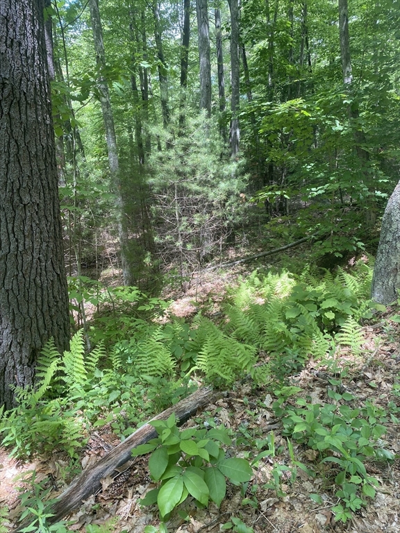 Lot Five Old Belchertown Road Ware, MA 01082 - Photo 3 of 11 a view of a lush green forest