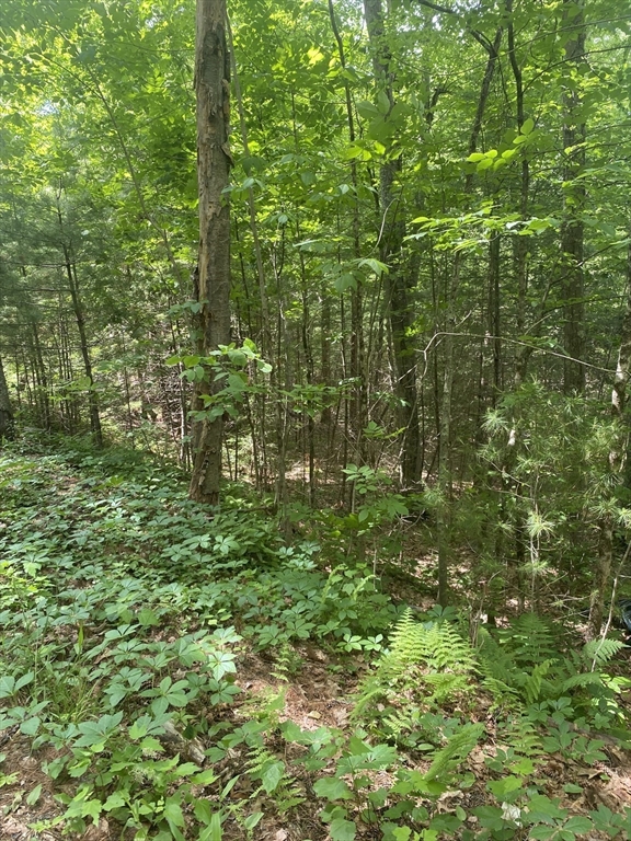 Lot Five Old Belchertown Road Ware, MA 01082 - Photo 4 of 11 a view of a garden