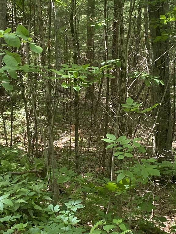 Lot Five Old Belchertown Road Ware, MA 01082 - Photo 5 of 11 a view of a garden