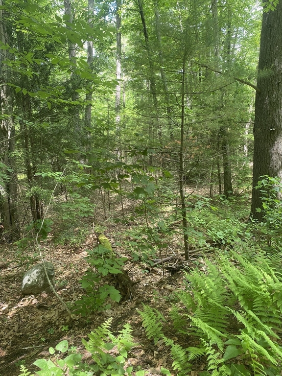 Lot Five Old Belchertown Road Ware, MA 01082 - Photo 6 of 11 a view of a garden