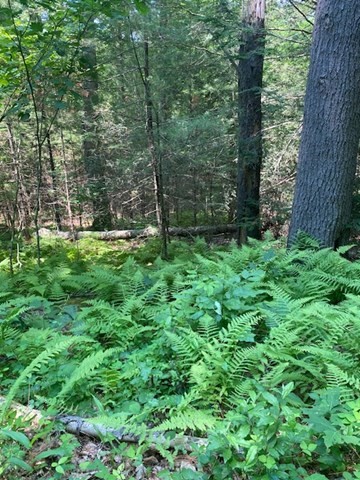 Lot Five Old Belchertown Road Ware, MA 01082 - Photo 8 of 11 a view of a lush green forest