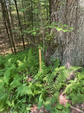 Lot Five Old Belchertown Road Ware, MA 01082 - Photo 9 of 11 a backyard of a building with lots of green space and garden