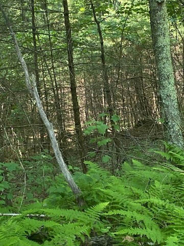 Lot Five Old Belchertown Road Ware, MA 01082 - Photo 10 of 11 a view of a lush green forest