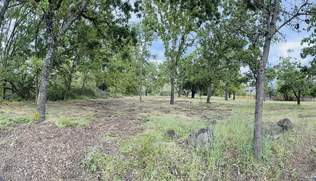 a view of a forest with trees in the background