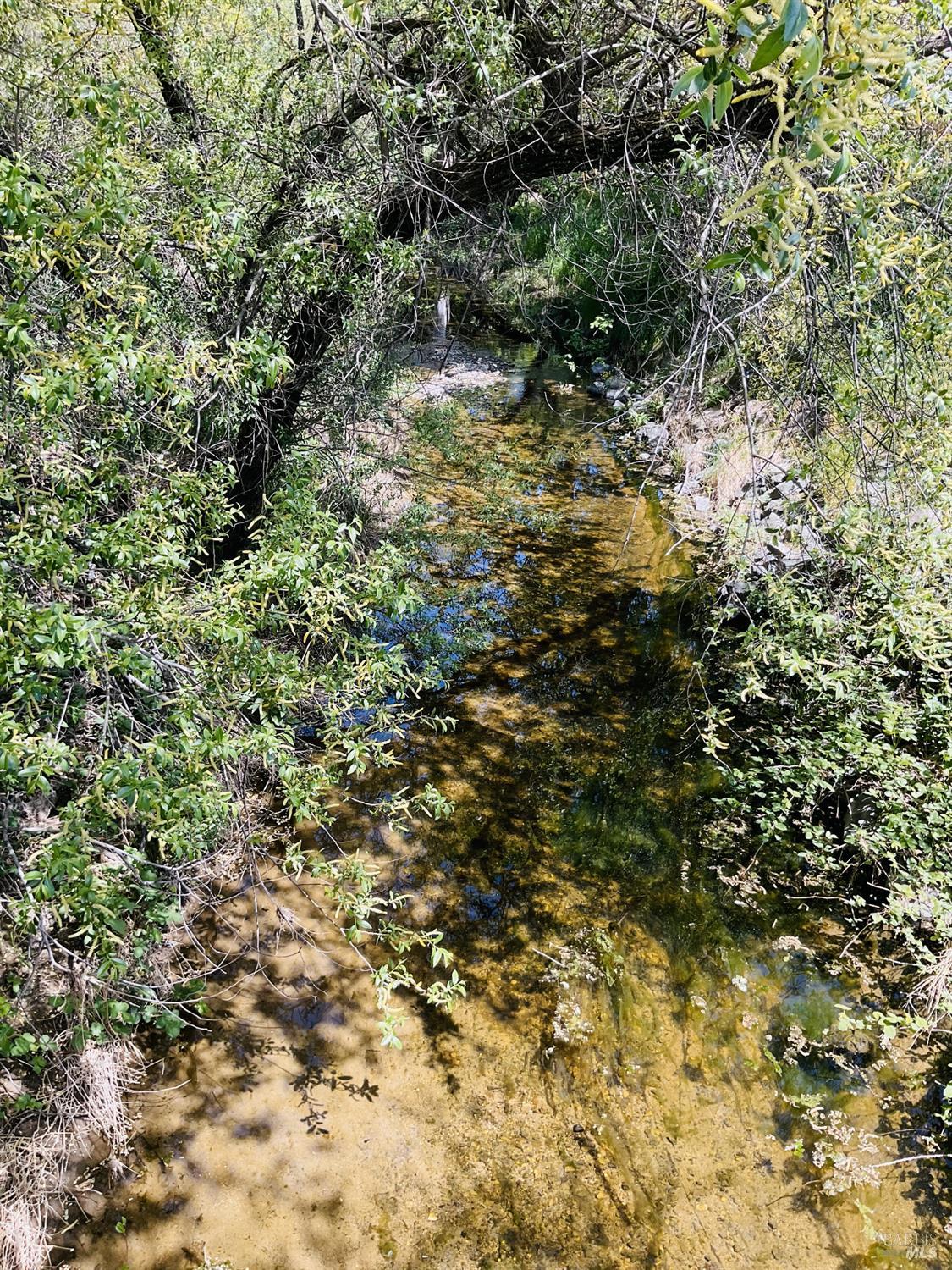 345 Wilson Lane Windsor, CA 95492 - Photo 11 of 18 a view of a forest with a tree