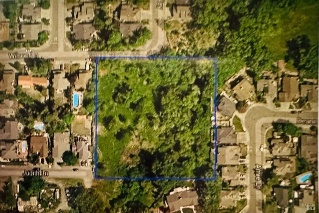 a close up of a plant in a backyard