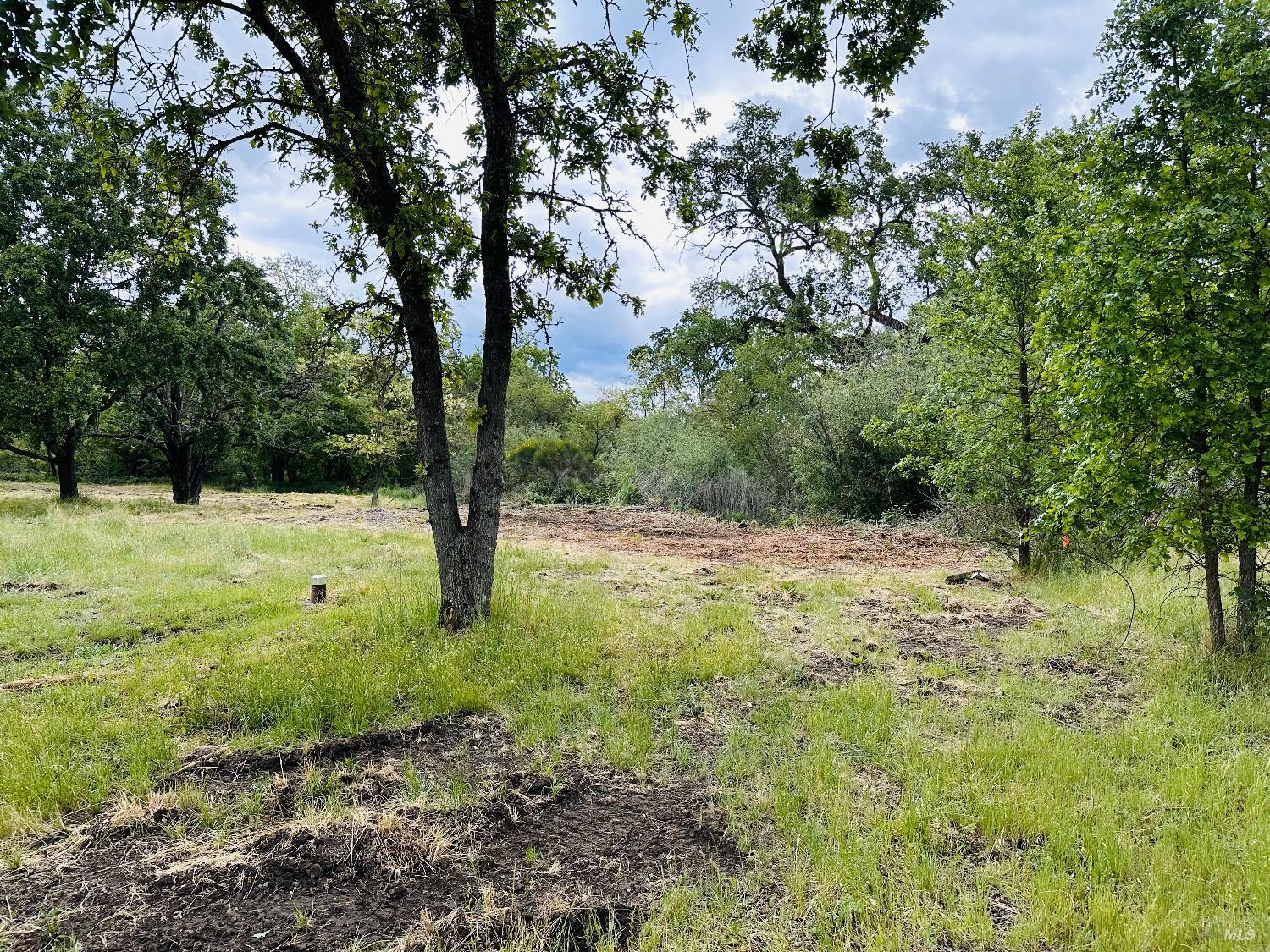 345 Wilson Lane Windsor, CA 95492 - Photo 5 of 18 a view of yard with large trees