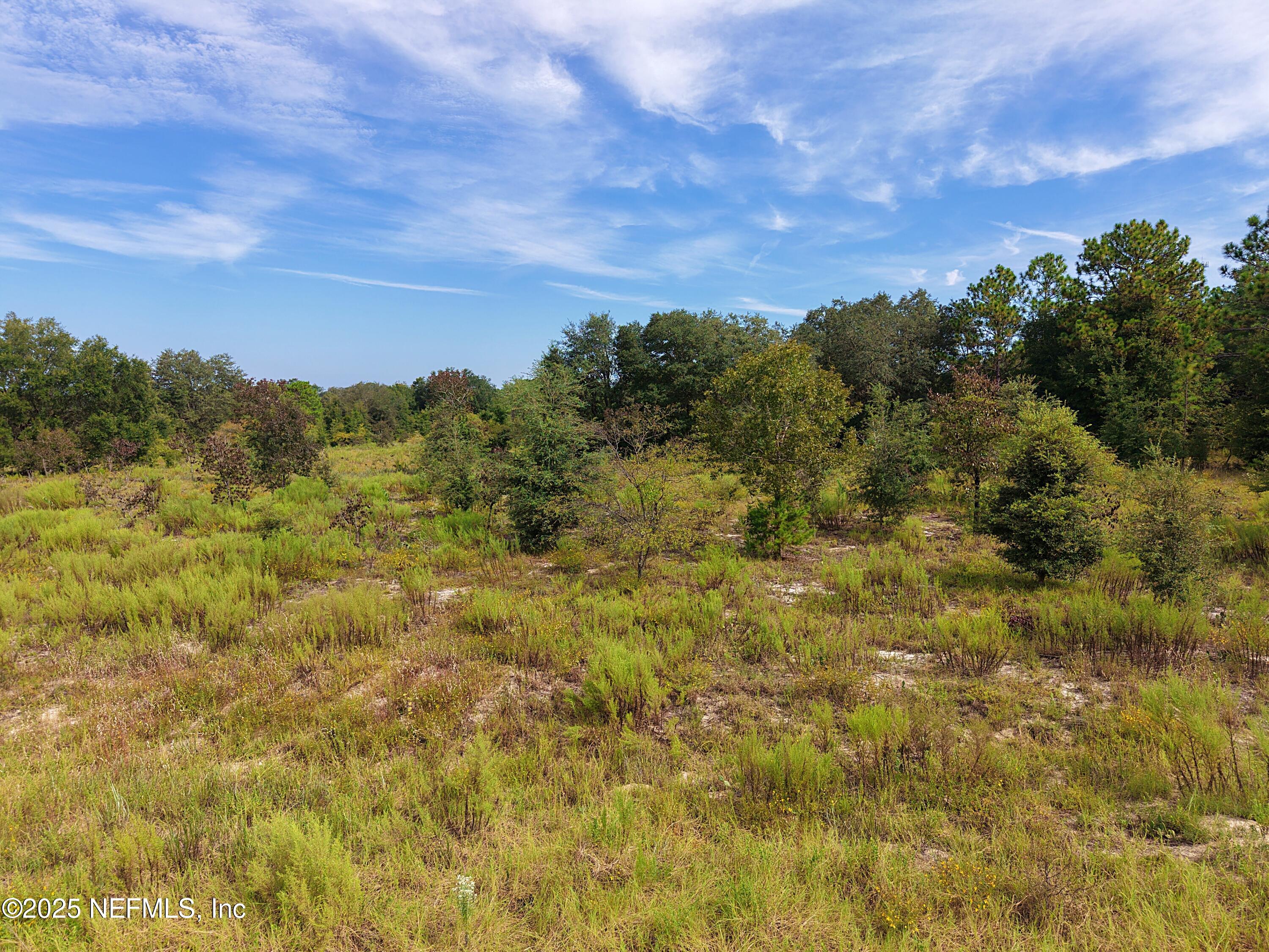 347 Chesser Monroe Road Hawthorne, FL 32640 - Photo 12 of 16 a view of a bunch of trees in a field
