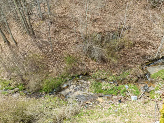 a view of a forest with a tree