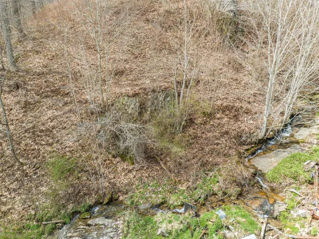 a close up of a plant